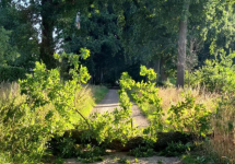 Door de droogte laten bomen hun takken vallen