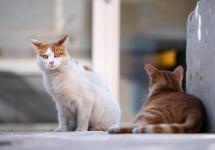 twee rustende zwerfkatten