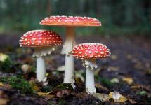 paddenstoelen