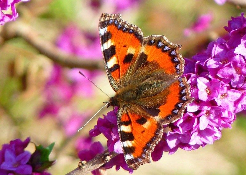 Een Bij-zonder Vlindervriendelijke tuin