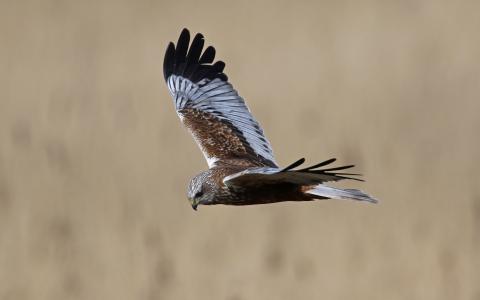 Bruine Kiekendief © Agentschap voor Natuur en Bos