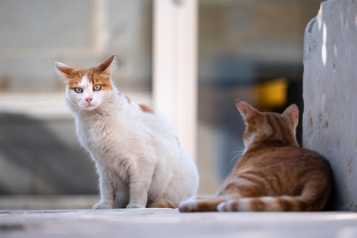 rustende zwerfkatten