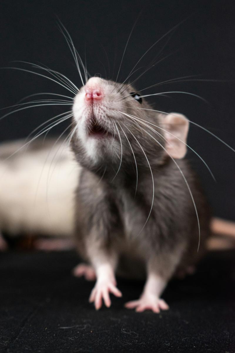 zwarte rat