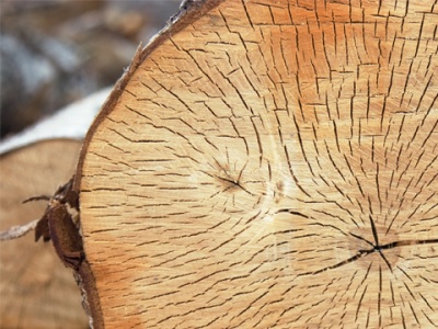 Voor het rooien van bomen is een vergunning nodig!