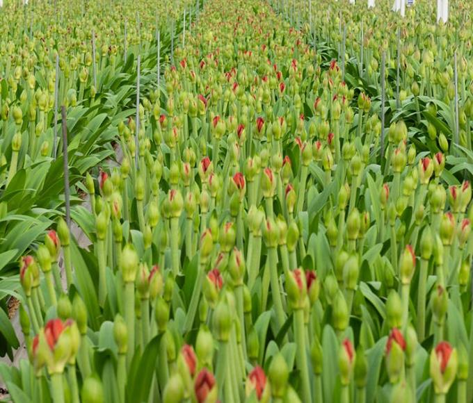 Amaryllis rondleiding Romberama © dienstencentra Wuustwezel
