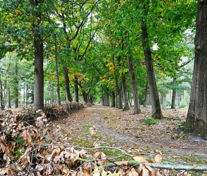 Wolfsheuvel “Een bos in winterrust" © DR