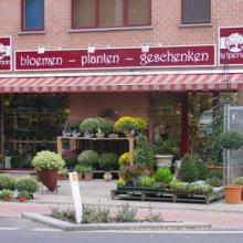 TELPERION BLOEMEN EN PLANTEN