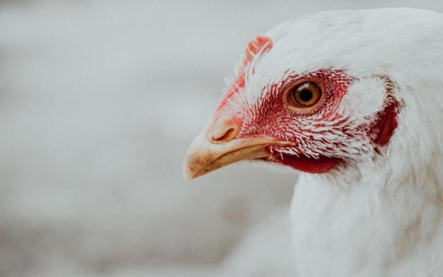 Close-up van een witte kip