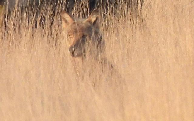 Wolvin Emma heeft gezelschap gekregen