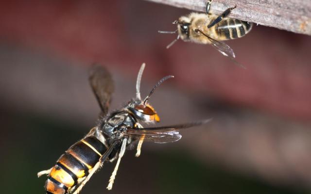 De Aziatische hoornaar vormt een bedreiging voor honingbijen