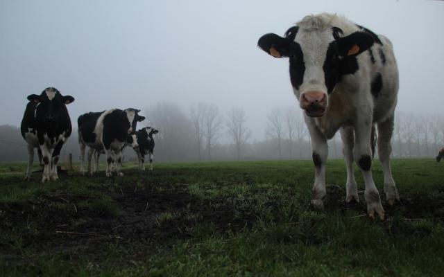 Elke veehouder ondervindt de gevolgen van het stikstofdecreet