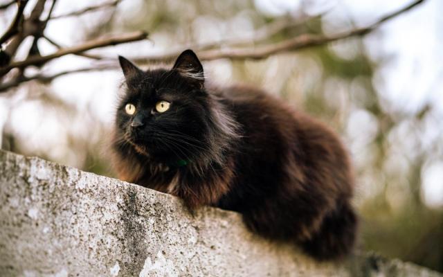 wilde zwarte kat op een stenen muurtje