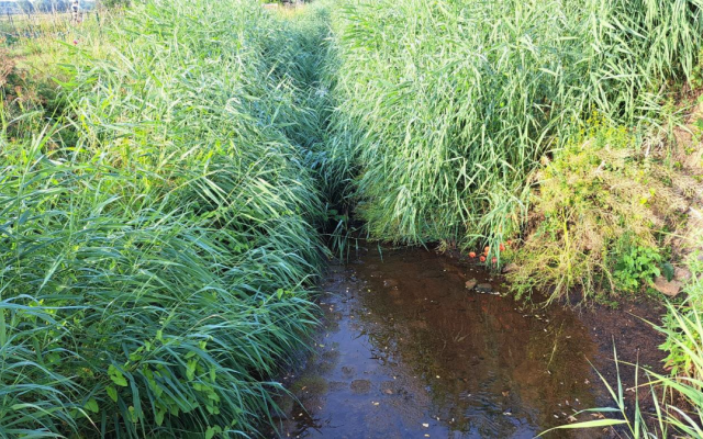 Droogte in Schijnbekken – Donkse Beek te Ekeren - Copyright: Provincie Antwerpen