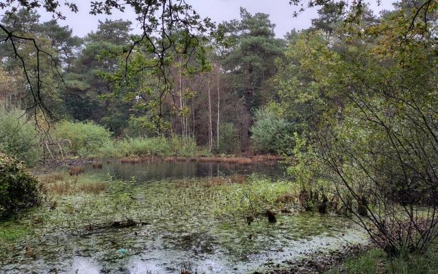 Bos en vijver in Gooreind - foto: Bosgroep Antwerpse Gordel
