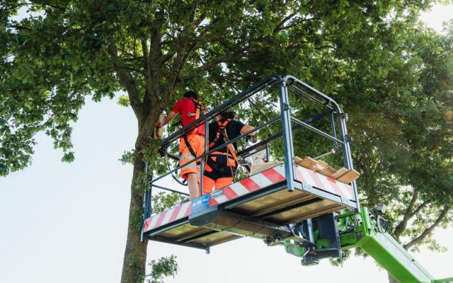 de Wuustwezelse groendienst hangt vleermuizenkasten op in eiken verspreid over het gemeentelijk grondgebied