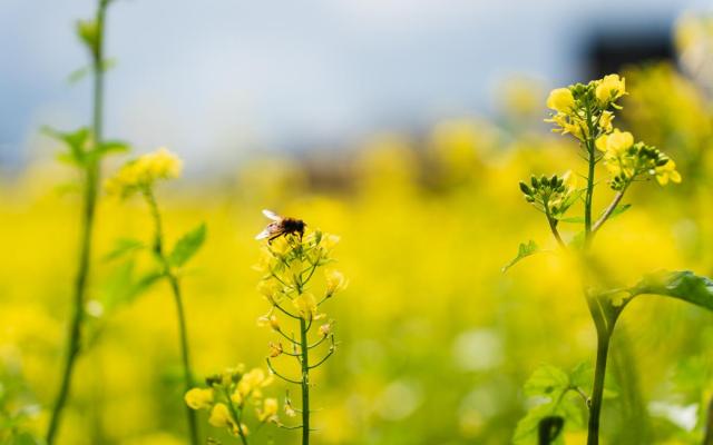 een bij op een gele koolzaadbloem 