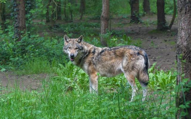 een wilde wolf in de natuur