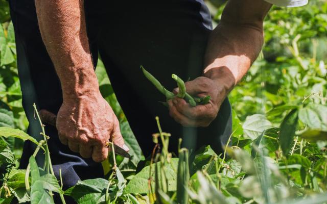 closeup van een vrijwilliger in samentuin Den Hof met in de ene hand een mes en in de andere hand enkele boontjes 