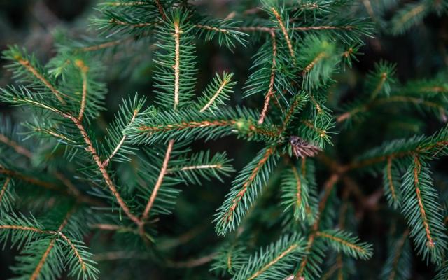 detailfoto van een onversierde kerstboom
