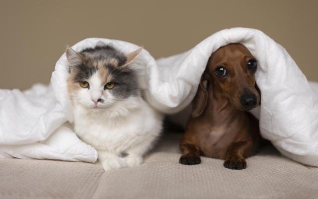 een kat en een hond onder een dekentje