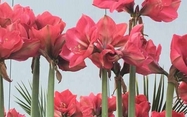 Bedrijfsbezoek amarylliskwekerij Romberama © Gemeente Wuustwezel Bedrijfsbezoek amarylliskwekerij Romberama © Gemeente Wuustwezel