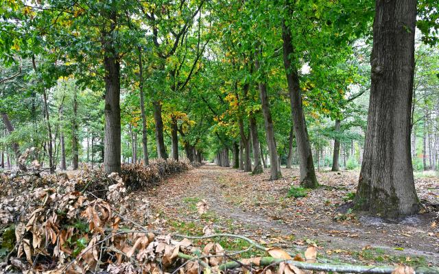 Wolfsheuvel “Een bos in winterrust" © DR Wolfsheuvel “Een bos in winterrust" © DR