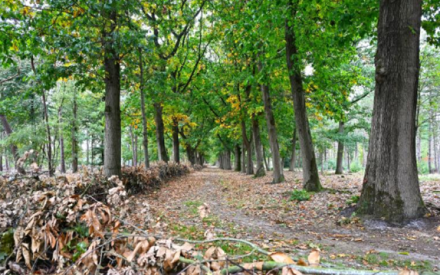 Wolfsheuvel © Natuurpunt