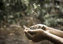 Bomen hebben een enorm potentieel in de strijd tegen de klimaatverandering