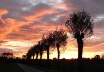 Enkele knotbomen bij zonsondergang