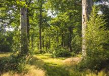 Een bos in de klimaatgordel ten oosten van Antwerpen