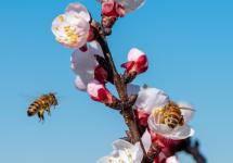 enkele bijen verzamelen de nectar van een abrikozenbloem