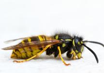 Close-up van een wesp