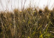 close-up van lange grassprieten