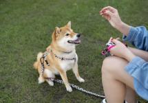 Een shiba aan de leiband krijgt een hondensnoepje