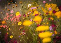 wilde bloemen in een veld