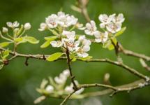 bloesems van een appelboom