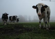 Een meerderheid ziet nog toekomst voor de landbouw