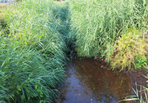 Droogte in Schijnbekken – Donkse Beek te Ekeren - Copyright: Provincie Antwerpen