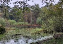 Bos en vijver in Gooreind - foto: Bosgroep Antwerpse Gordel