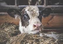 Loeren en toeren bij Wuustwezelse boeren © Het Boerenijsje Loeren en toeren bij Wuustwezelse boeren © Het Boerenijsje